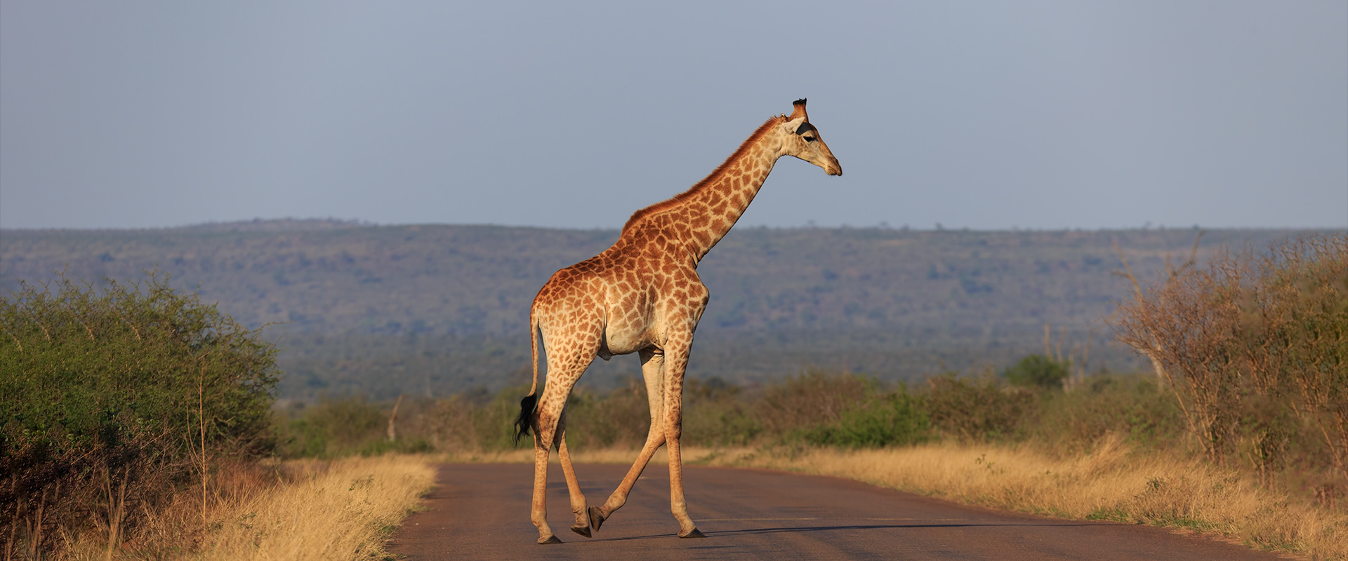 Parc Kruger - Afrique du Sud